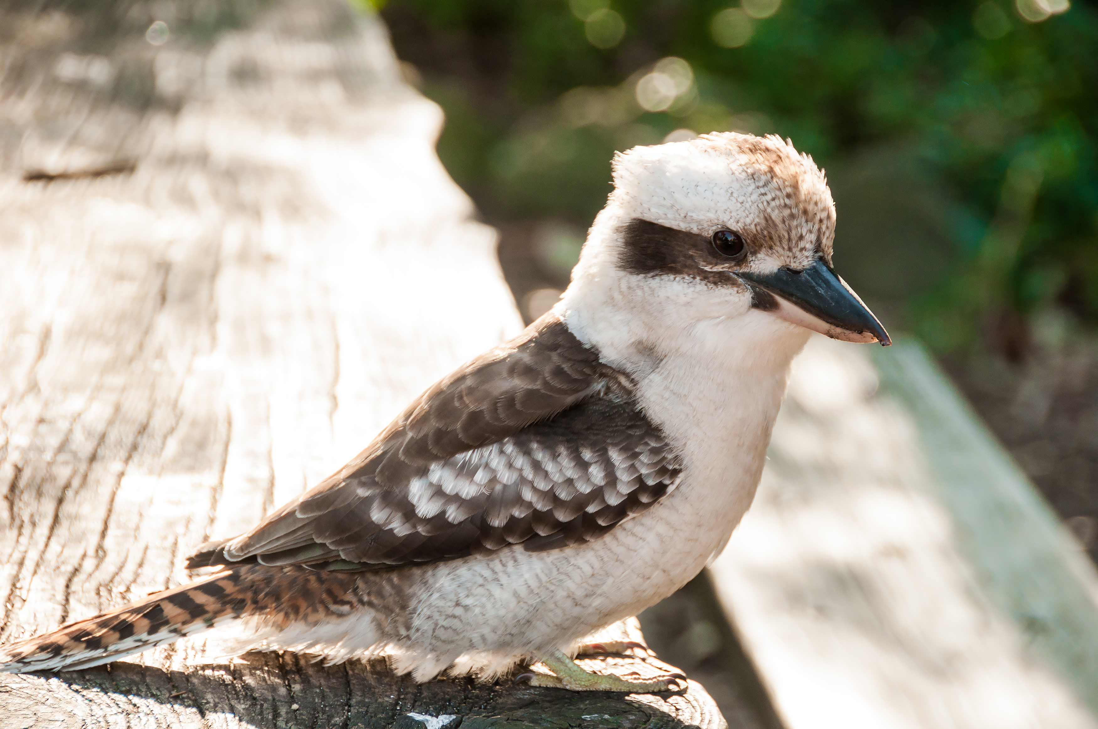 How Exotic Birds Have Made the UK Their Home