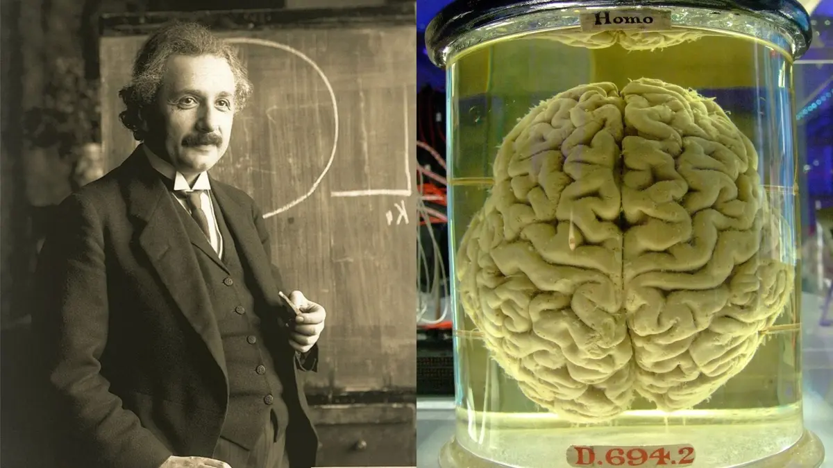 Could Einstein’s Brain Still Hold Secrets?
