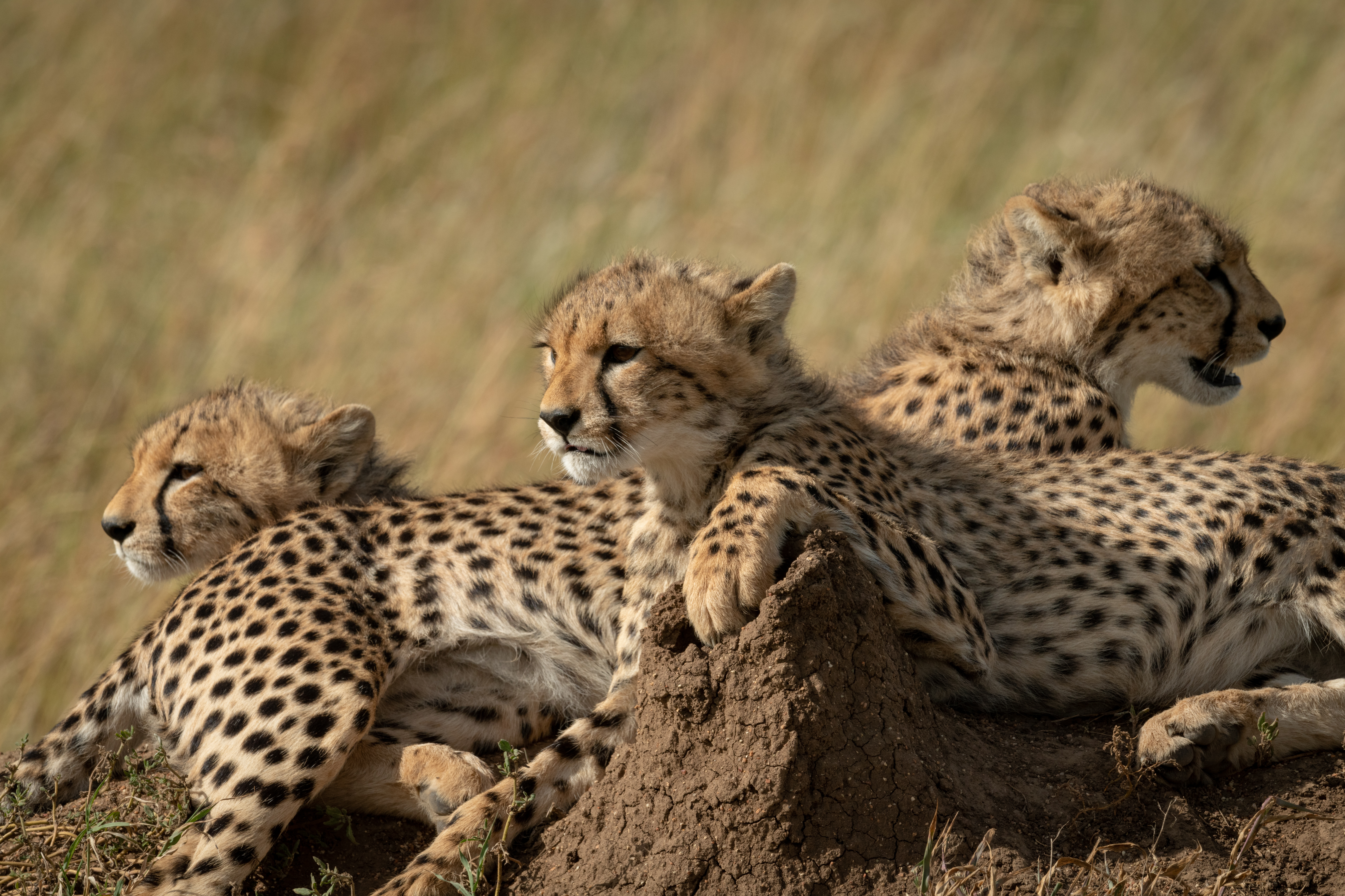 Cheetahs Use Sound to Spark Ovulation